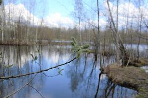 nature printanière, paysage. lac et arbres sans feuillage. début du printemps photo