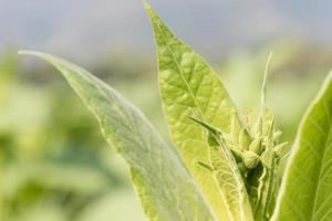 plante herbacée nicotiana tabacum photo