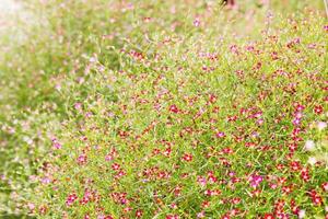 gros plan de petites fleurs de gypsophile photo