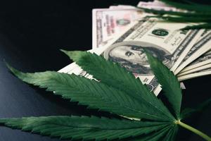 la plante de cannabis en dollars américains. de l'argent avec des feuilles de marijuana. photo