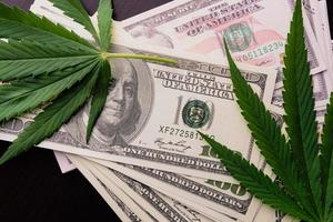 la plante de cannabis en dollars américains. de l'argent avec des feuilles de marijuana. photo