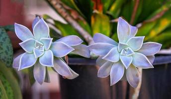 belle plante succulente en pot dans le jardin echeveria perle von nurnberg photo