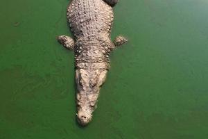 crocodile nageant dans le lac. photo