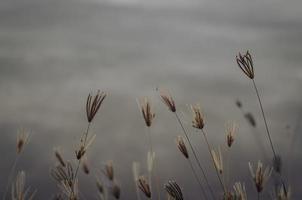 mise au point partielle des arbres d'herbe photo