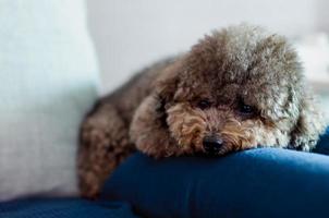 adorable chien caniche noir dormant sur un tissu bleu photo