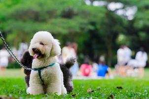 un adorable caniche blanc souriant qui en laisse de chien assis sur l'herbe verte tout en marchant dans le parc. photo