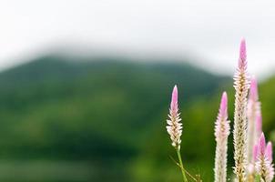 fleur de crête de coq à plumes roses et blanches avec un arrière-plan flou vert de montagne. photo