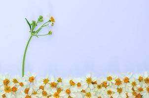 aiguilles espagnoles ou fleurs de bidens alba avec son arbre et ses feuilles sur fond de papar blanc. photo