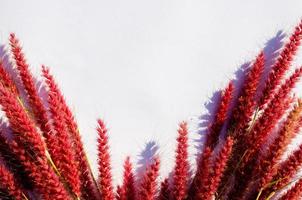 fleurs roses de pennisetum de plumes ou d'herbe de mission avec l'ombre de la lumière du soleil sur fond de papier blanc. photo