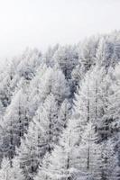 forêt dans la neige photo