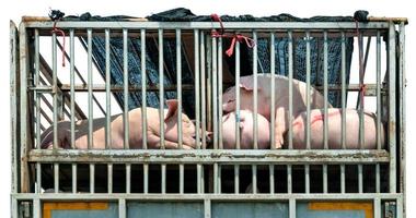 Porcs dans les cages isolés sur fond blanc photo