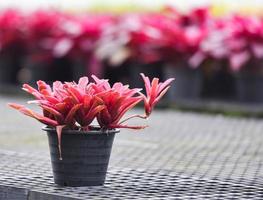 feuilles rouges de broméliacées fleur plante en pot dans le jardin serre de ferme de pépinière de broméliacées photo