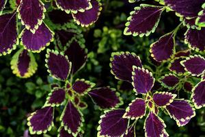 motif de feuilles colorées, coleus de feuilles ou ortie peinte dans le jardin photo
