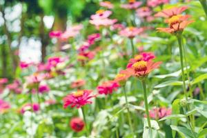 fleurs cosmos colorées dans le jardin photo