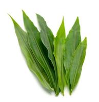 motif de feuilles vertes, feuille de gingembre frais isolé sur fond blanc photo