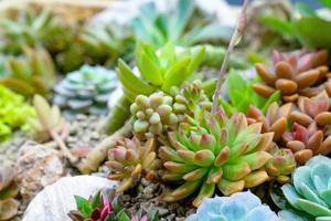 Libre diverses plantes de cactus dans le jardin photo