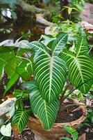 motif de feuilles vertes, feuille xanthosoma lindenii ou arbre yautia dans le jardin photo