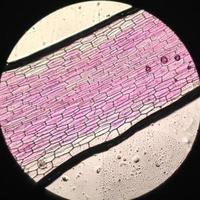 photos microscopiques de cellules de commelinaceae