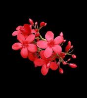 jatropha à feuilles de coton ou peregrina ou fleur de jatropha épicée. gros bouquet de fleurs exotiques rouges isolé sur fond noir. vue de dessus du petit bouquet de fleurs. photo