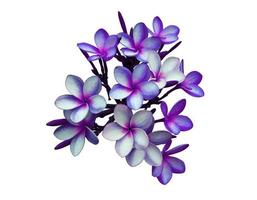 plumeria ou fleur de frangipanier. gros bouquet de fleurs exotiques bleu-violet isolé sur fond blanc. bouquet de fleurs vue de dessus. photo