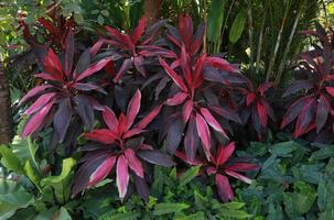 cordyline fruticosa ou arbre à asparagacées. gros plan sur un buisson rouge-violet exotique de l'arbre cordyline fruticosa et d'autres arbres dans le jardin avec la lumière du matin. gros plan de belles feuilles rouges. photo