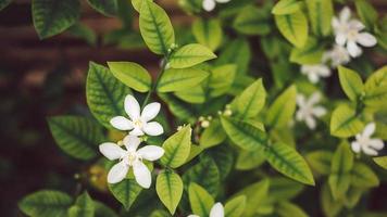 fond murraya paniculata fleur ou fleur blanche photo