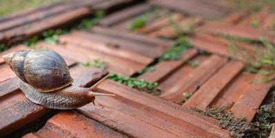 gros plan de l'escargot helix pomatia ou bordeaux. les mollusques se déplacent ou rampent sur le sol en brique dans le jardin autour de la maison. concept d'animaux invertébrés photo