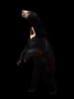 ours malais dans le fond sombre photo