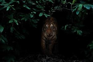 tigre dans la forêt tropicale la nuit photo