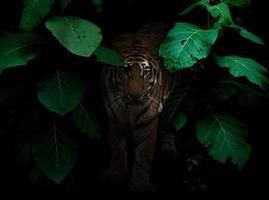 tigre dans la forêt tropicale la nuit photo