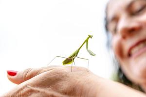 concept de soin de la nature. détail d'insecte mantis ou louva-deus. mante religieuse de près. insecte brésilien. photo