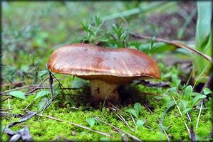 champignons d'hiver sur fond botanique de nature sauvage impressions de haute qualité photo