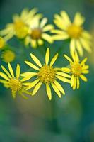 sauvage jaune étoile fleur macro cinquante mégapixels affiches numériques modernes beaux graphismes jacobaeae viscosa famille des astéracées photo