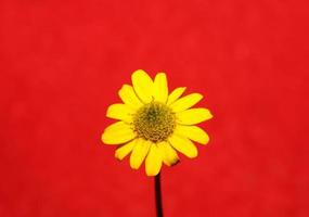Fleur jaune gros plan arrière-plan botanique sanvitalia procumbens famille compositae impression grande taille de haute qualité photo