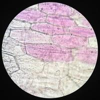 photos microscopiques de cellules de commelinaceae