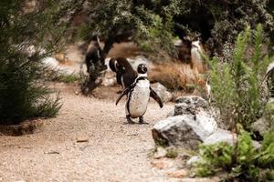 mignons pingouins bruns marchant dans un parc naturel. mise au point sélective photo