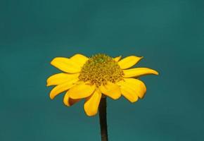 Fleur jaune gros plan arrière-plan botanique sanvitalia procumbens famille compositae impression grande taille de haute qualité photo