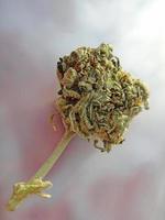 bourgeons de marihuana médicale gros plan arrière-plan fumer de l'herbe photo