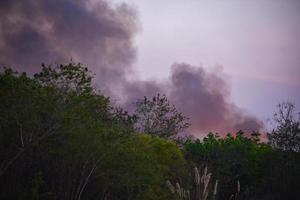 un incendie de forêt a brûlé des arbres un feu de forêt avec de la fumée dans le ciel photo