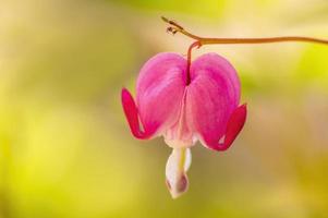 Une fleur de coeur saignant rose dans un jardin photo