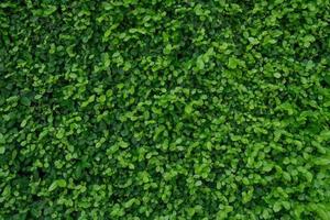 petites feuilles vertes sur fond de texture de mur de haie. plante de haie verte en gros plan dans le jardin. mur de haie écologique à feuilles persistantes. toile de fond naturelle. beauté dans la nature. feuilles vertes avec papier peint à motif naturel.