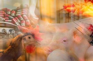 les poulets et les porcs dans les élevages utilisent des antibiotiques. problème de résistance aux antibiotiques. l'aviculture commerciale. l'industrie de la volaille et du porc. concept de crise alimentaire mondiale. pilules antibiotiques et aiguille photo