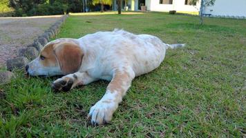 une photo d'un chien dans un jardin