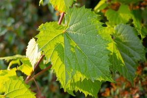 feuilles de plantes forestières sur un gros plan d'arbre sur un arrière-plan flou photo