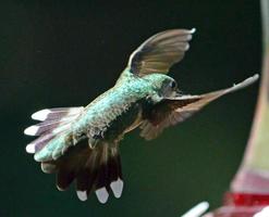 Colibri à gorge rubis femelle en vol photo