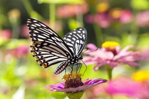 papillon sur fleur photo