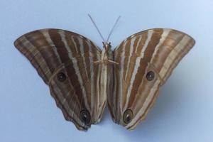 bicyclus anynana ou strabisme bush brown butterfly sur fond isolé vue avant et arrière du haut