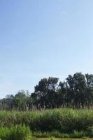 les cimes des arbres verts et des champs de maïs contre le ciel bleu. photo