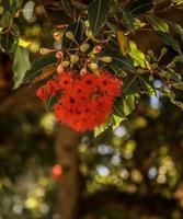 une fleur d'arbre pohutukawa suspendu rouge vif photo