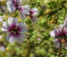 mauve zébrée. plusieurs fleurs sur bush photo